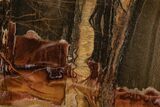 Polished Packsaddle Tiger Eye Slab - Western Australia #216762-1